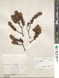 Ilex microphylla image