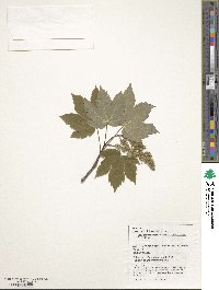 Acer heldreichii subsp. heldreichii image