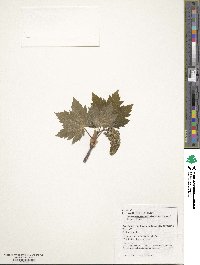 Acer heldreichii image