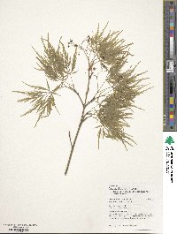 Acer palmatum image