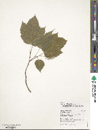 Acer spicatum image