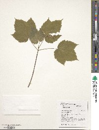 Acer spicatum image