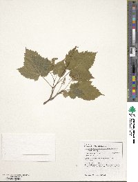 Acer spicatum image