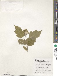 Acer tataricum subsp. semenovii image