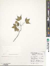 Acer truncatum image