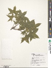 Acer truncatum image