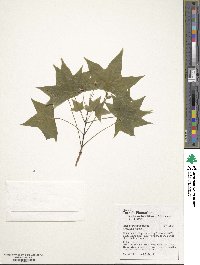 Acer truncatum image