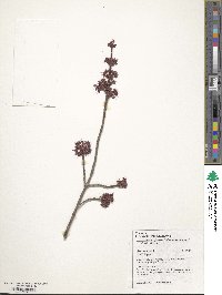 Acer rubrum image