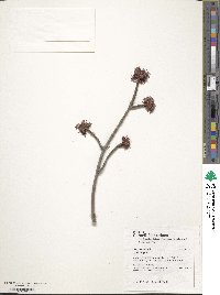 Acer rubrum image