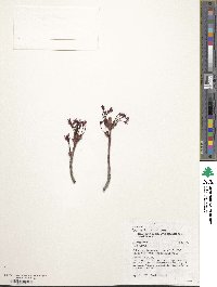 Acer rubrum image