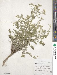 Parthenium hysterophorus image