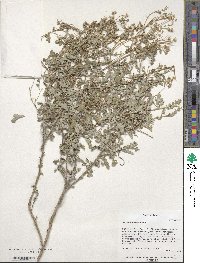 Parthenium incanum image