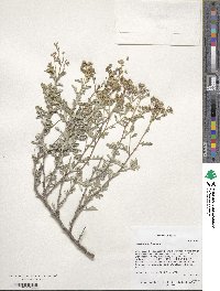 Parthenium incanum image