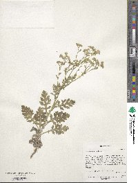 Parthenium confertum image