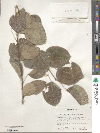 Cercidiphyllum japonicum image