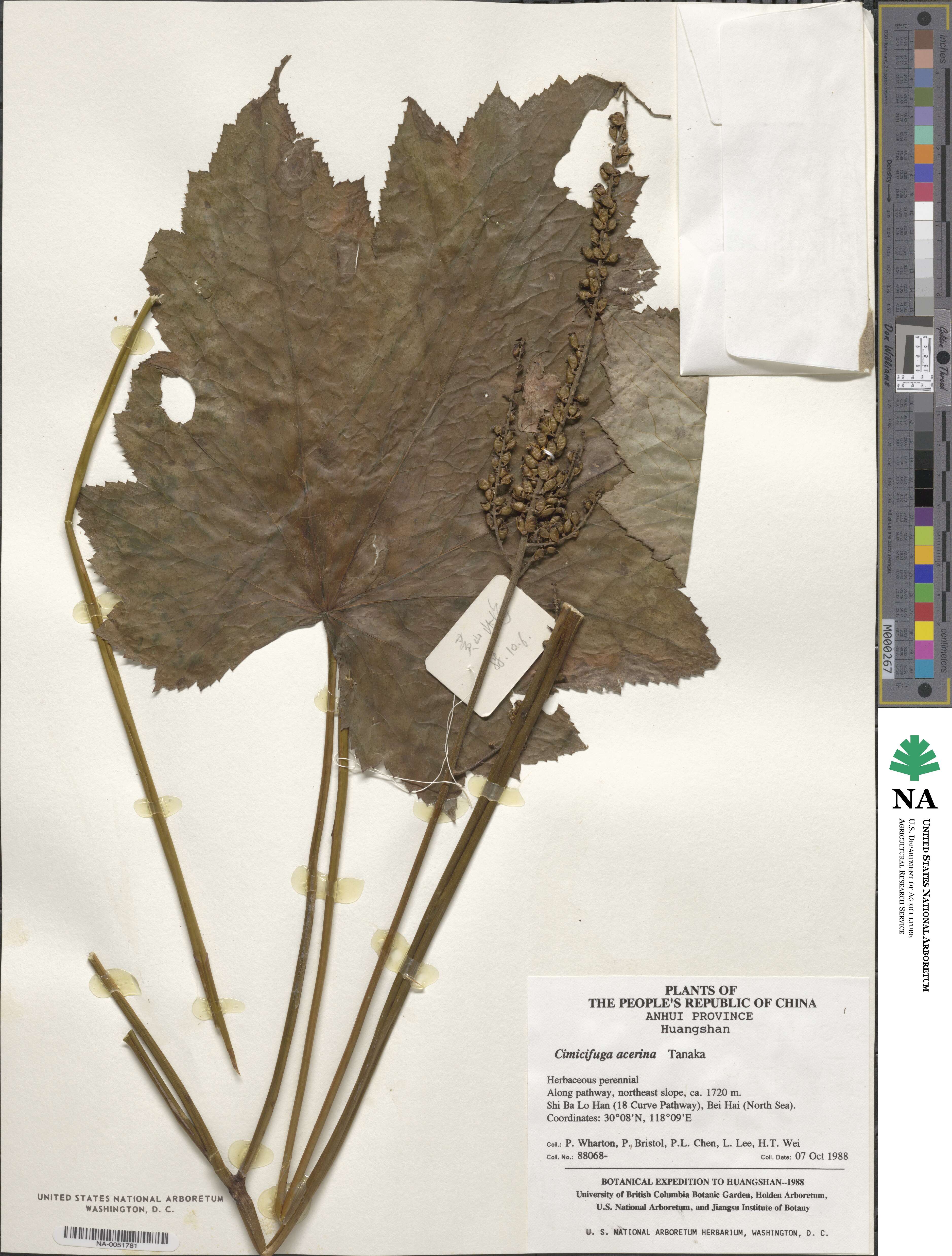 Actaea japonica image