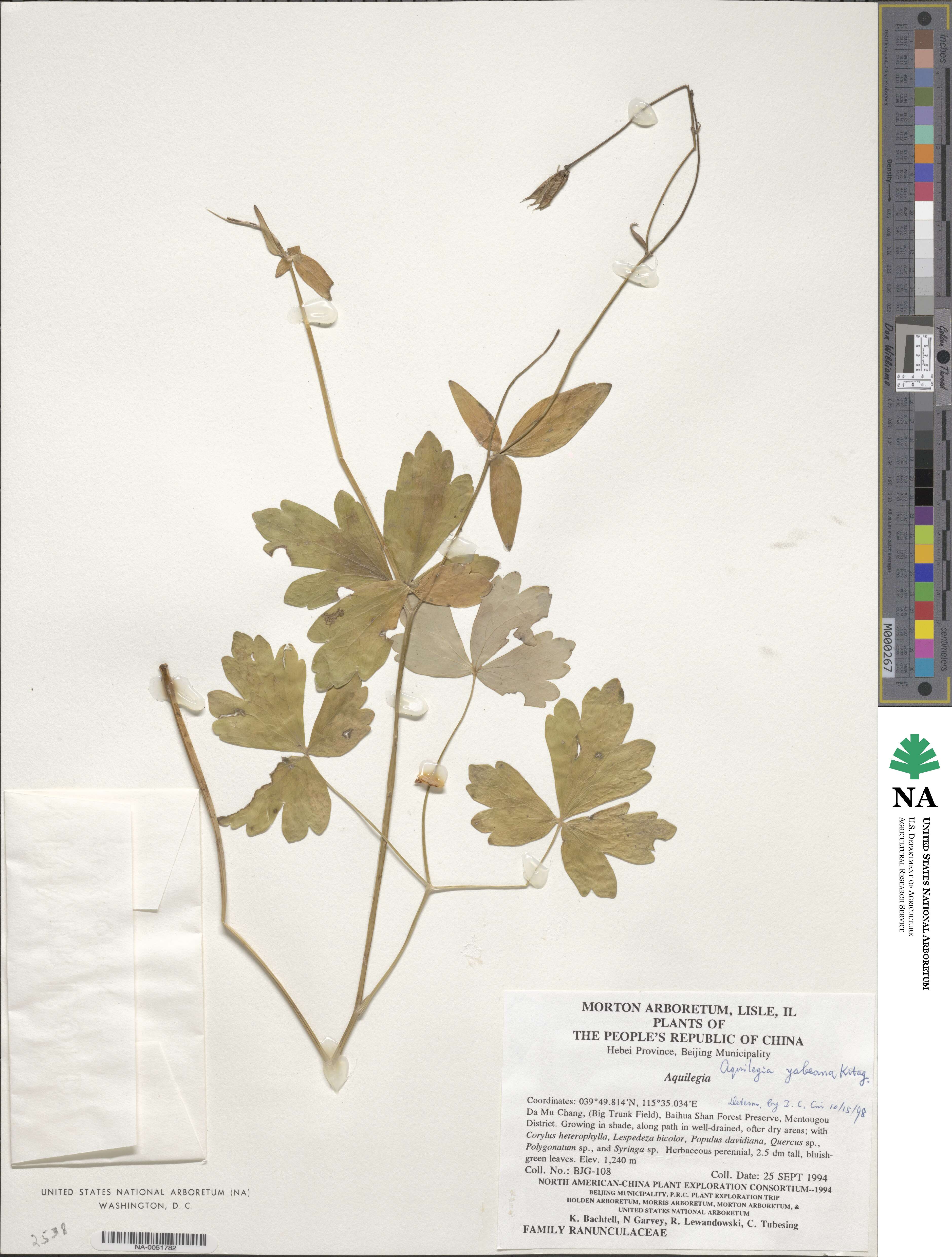 Aquilegia yabeana image