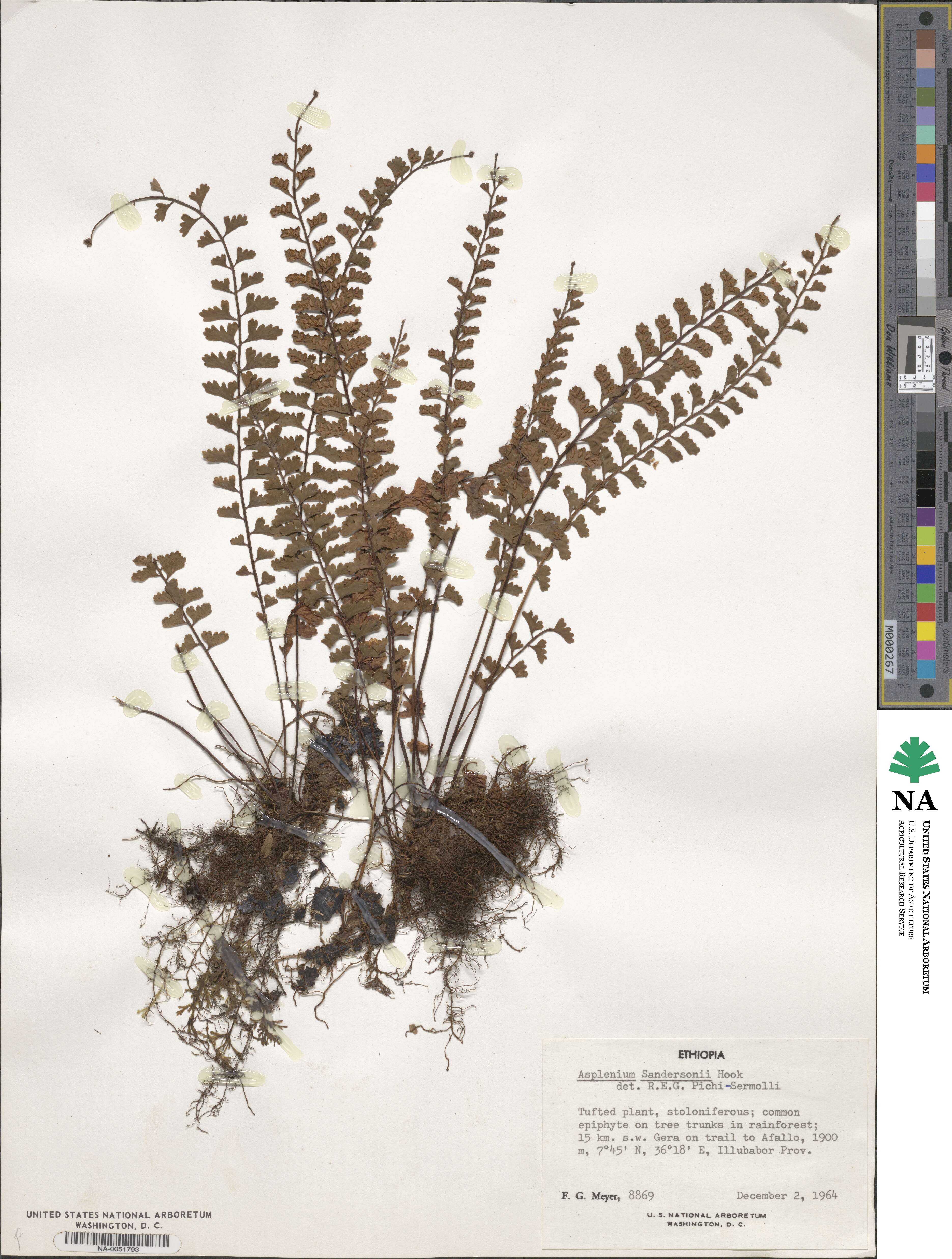 Asplenium sandersonii image