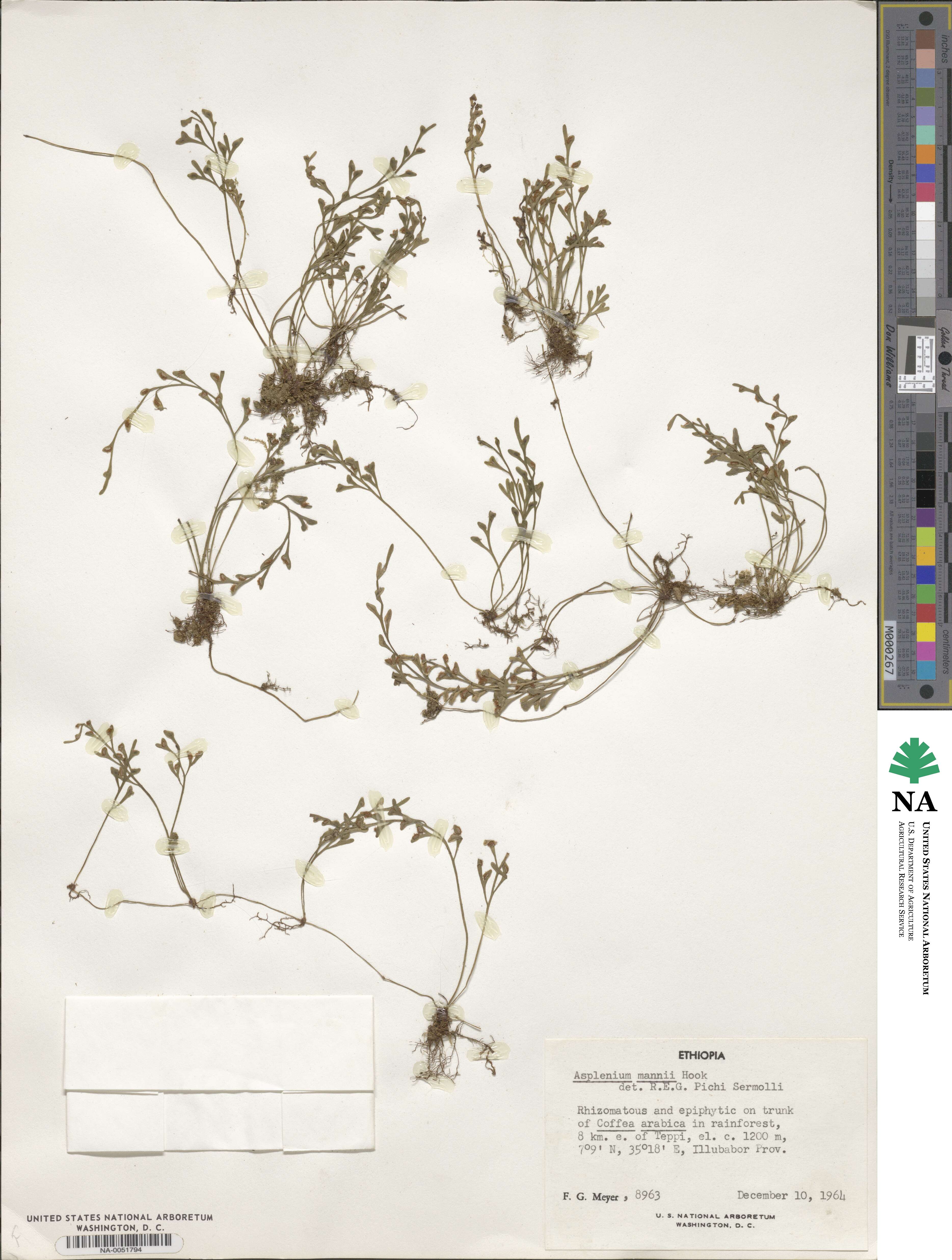 Asplenium mannii image
