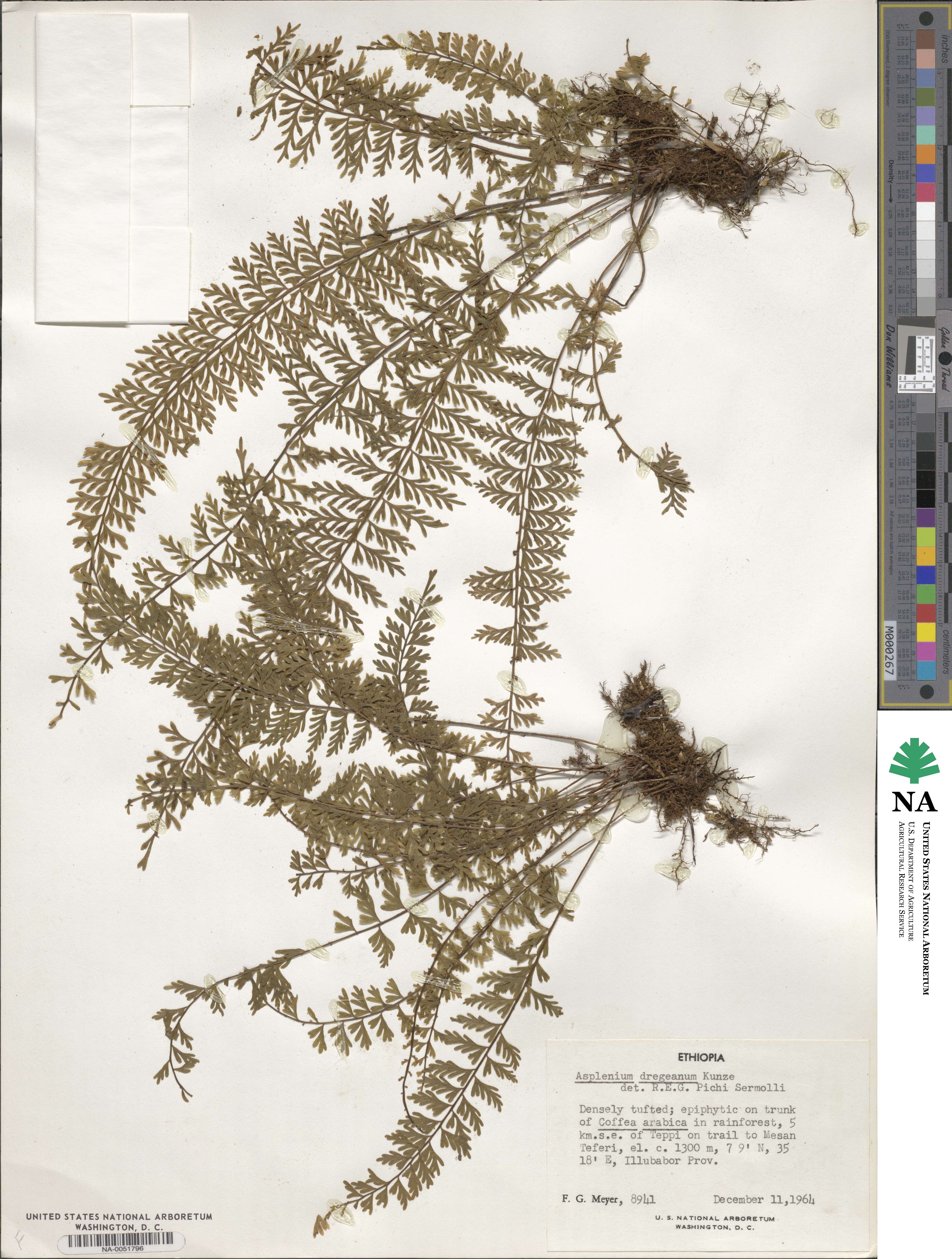 Asplenium dregeanum image