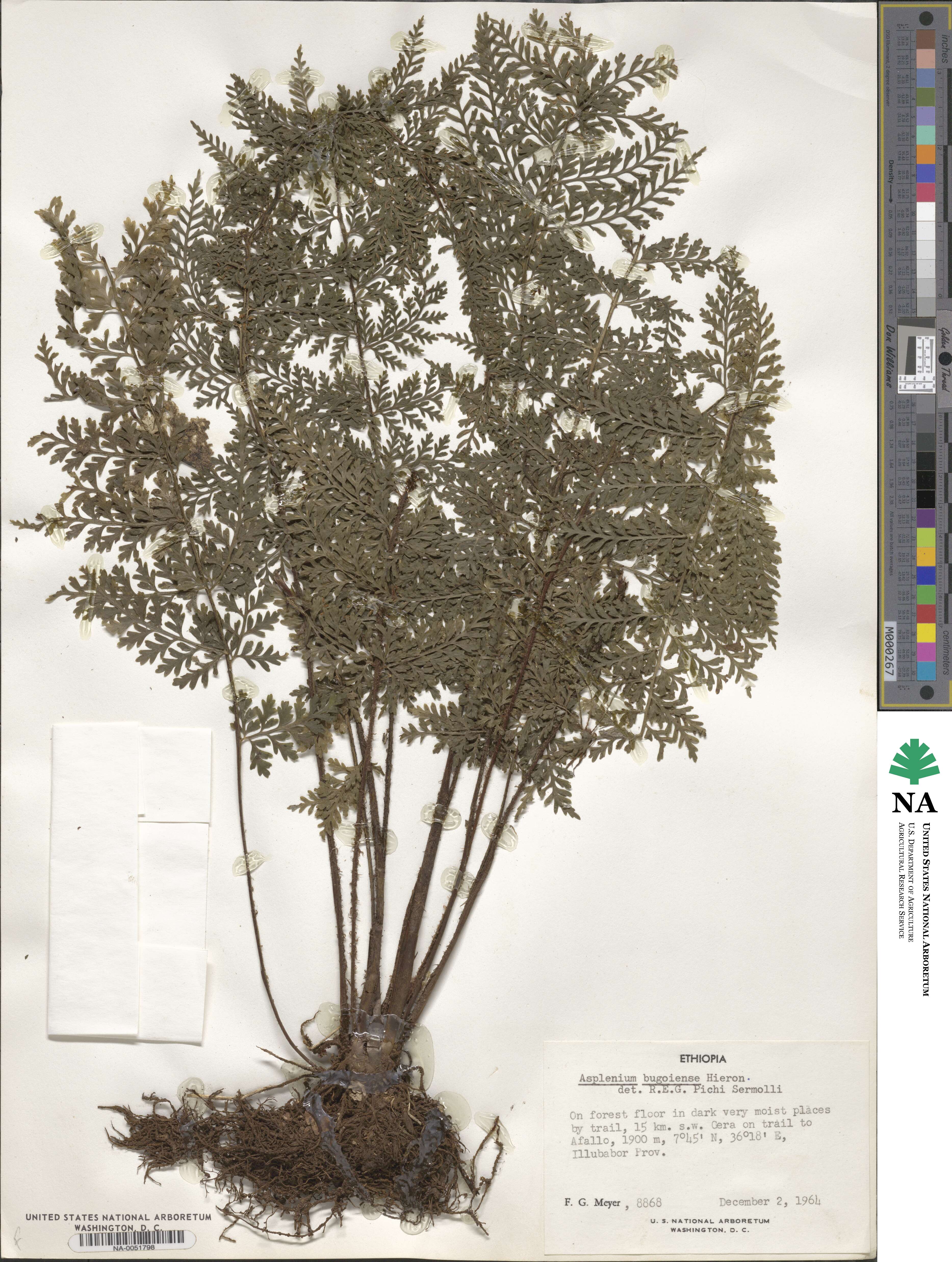 Asplenium bugoiense image