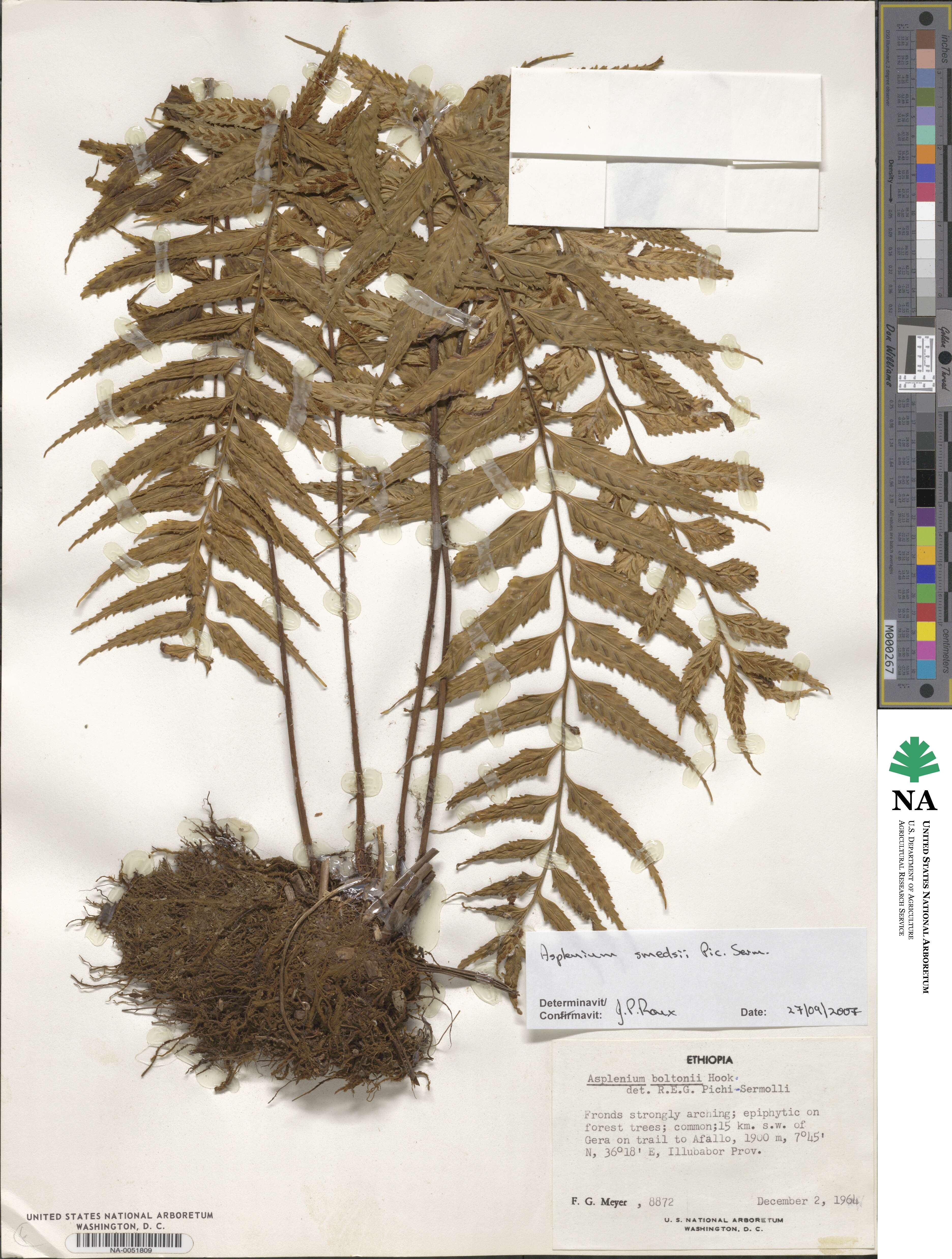 Asplenium smedsii image