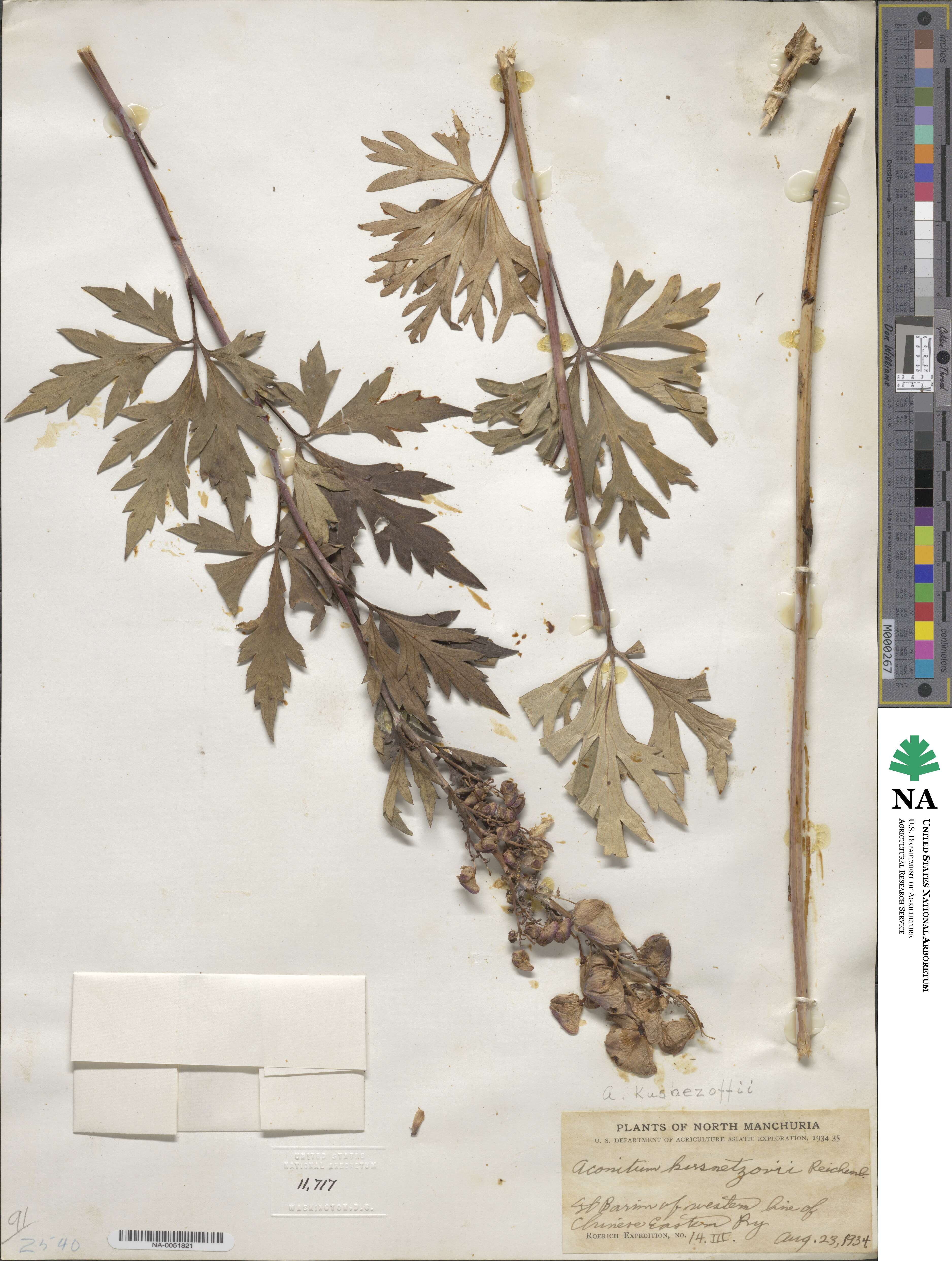 Aconitum kusnezoffii image