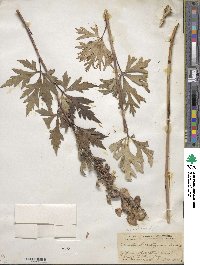 Aconitum kusnezoffii image