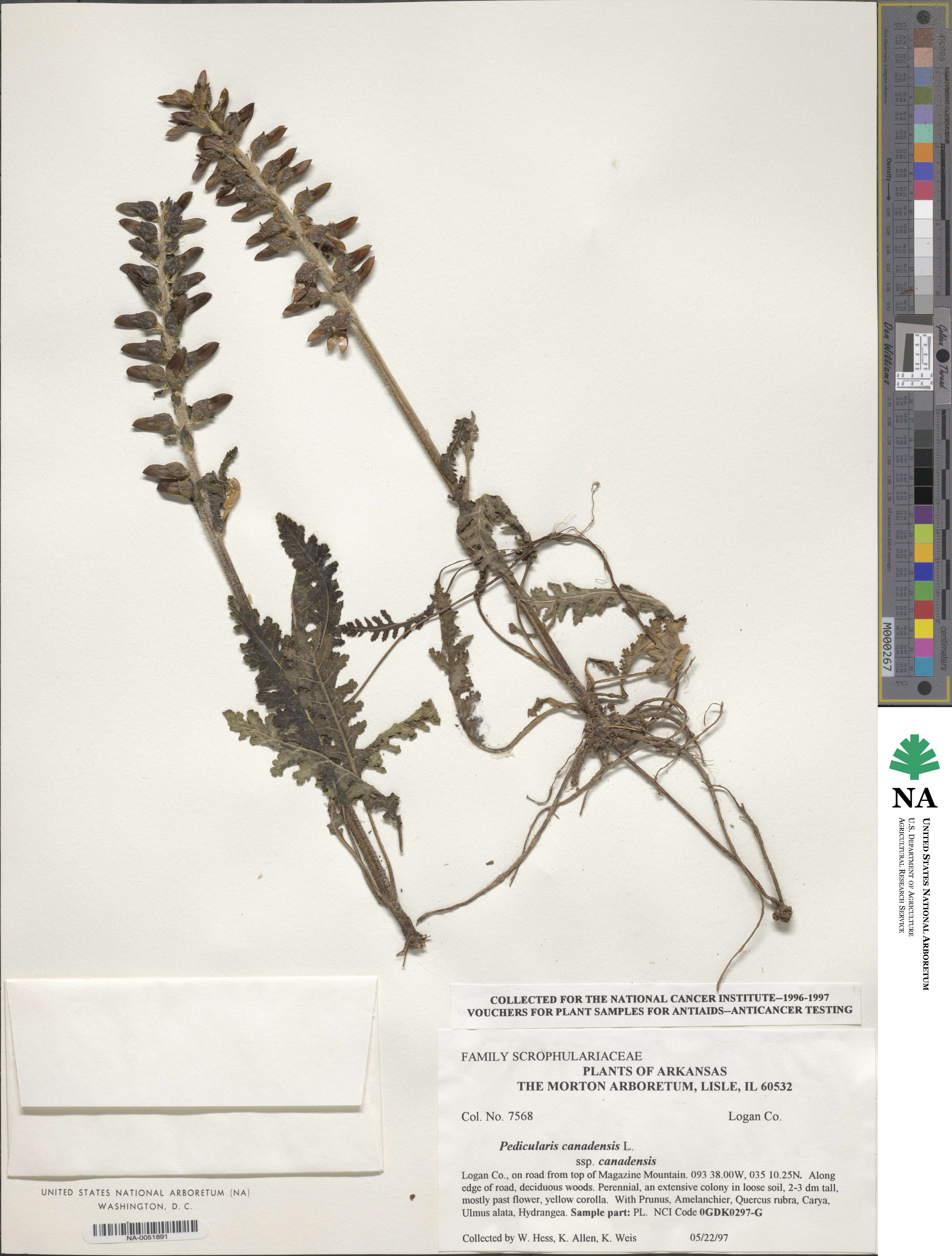 Pedicularis canadensis subsp. canadensis image