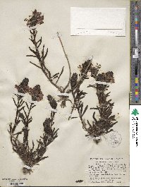 Pedicularis crenulata image