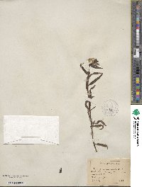 Pedicularis crenulata image