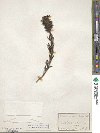 Pedicularis crenulata image