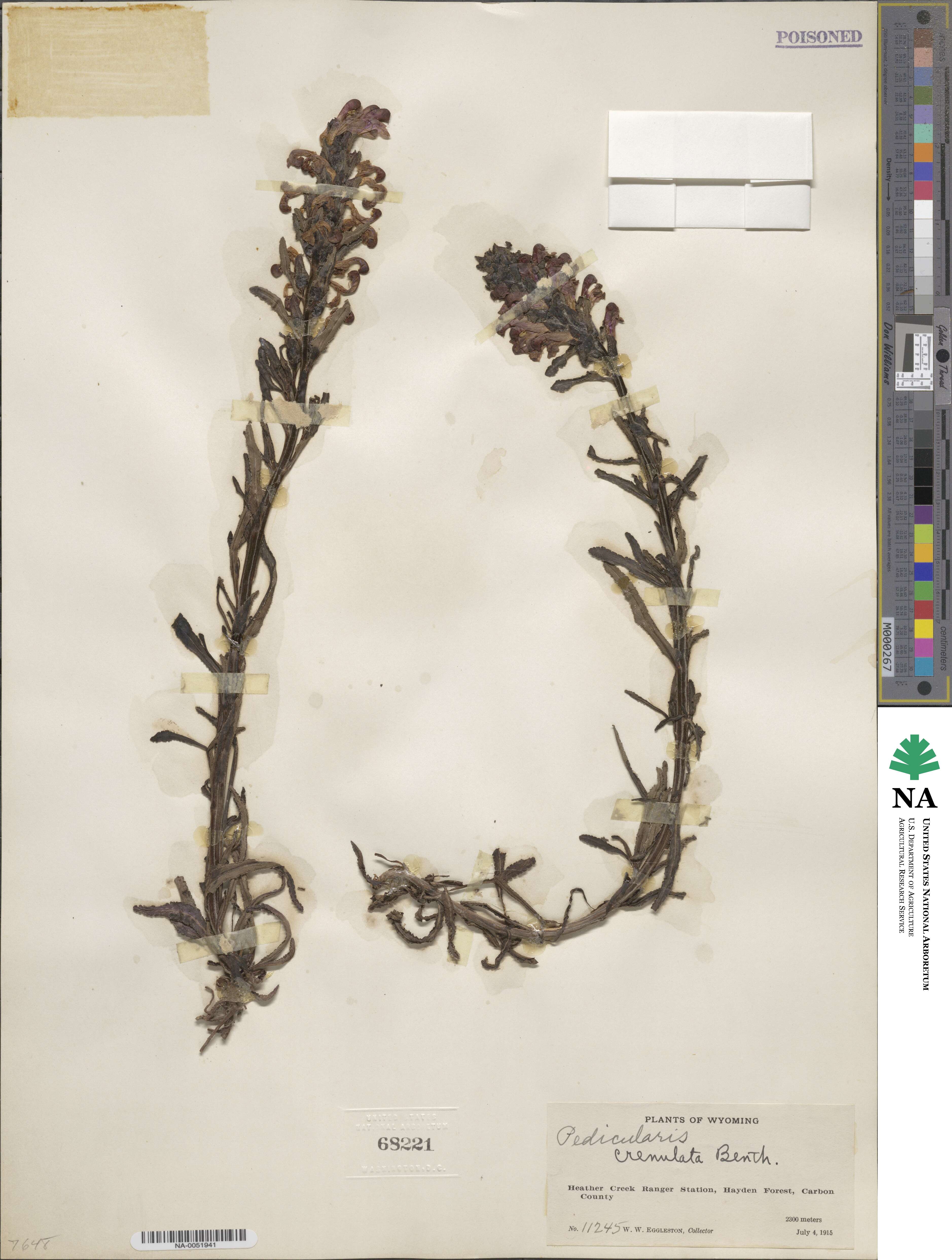 Pedicularis crenulata image