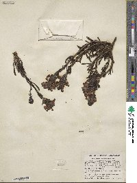 Pedicularis crenulata image