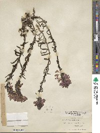 Pedicularis crenulata image
