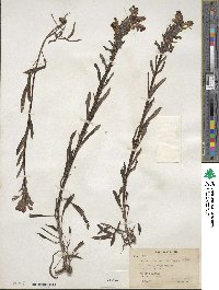 Pedicularis crenulata image