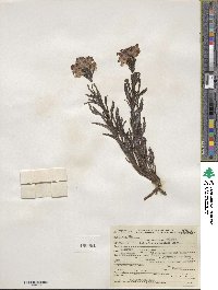 Pedicularis crenulata image