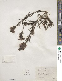 Pedicularis crenulata image