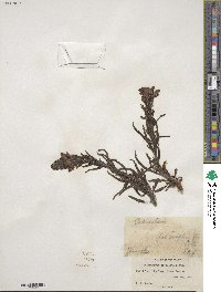 Pedicularis crenulata image