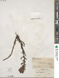 Pedicularis crenulata image