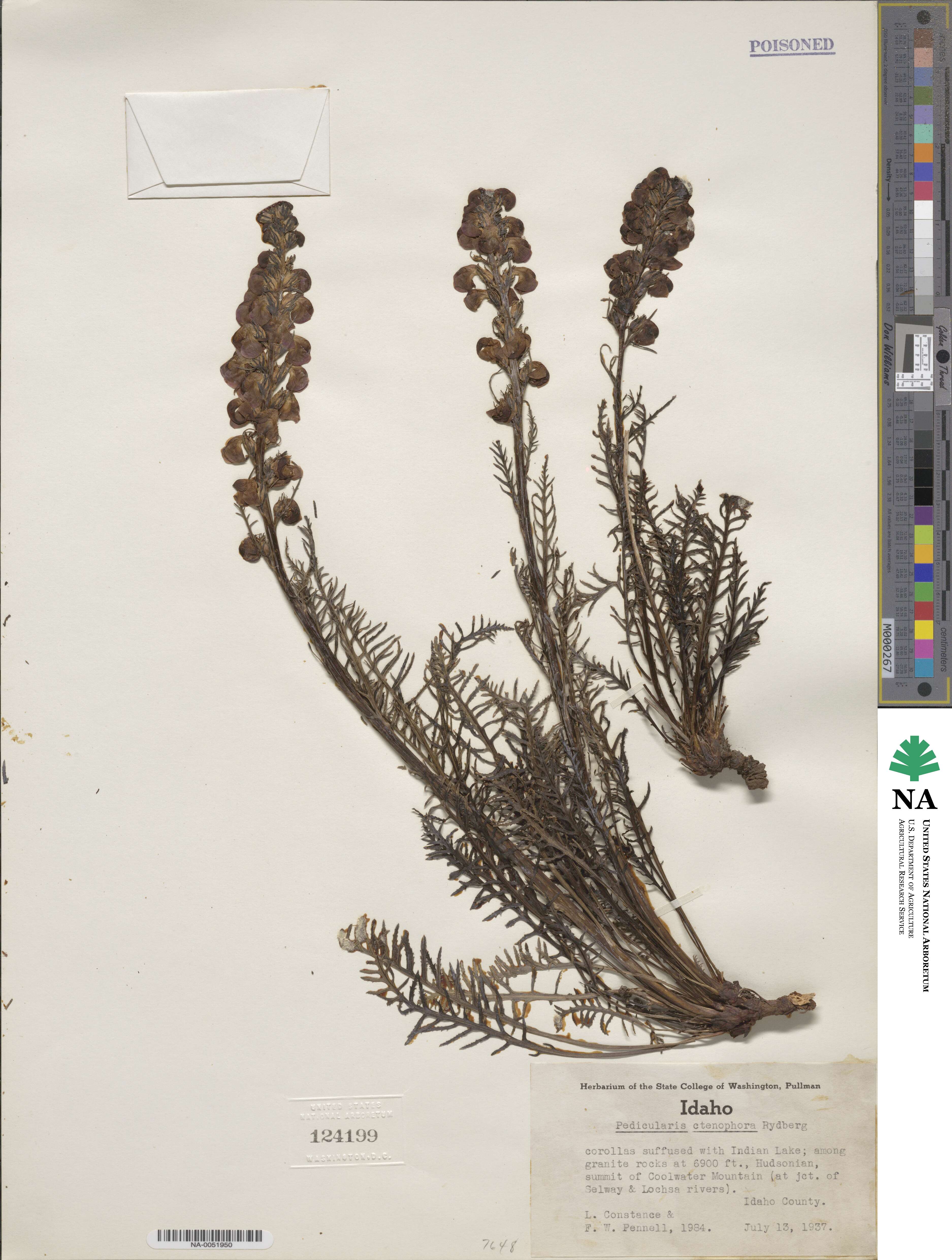Pedicularis contorta var. ctenophora image