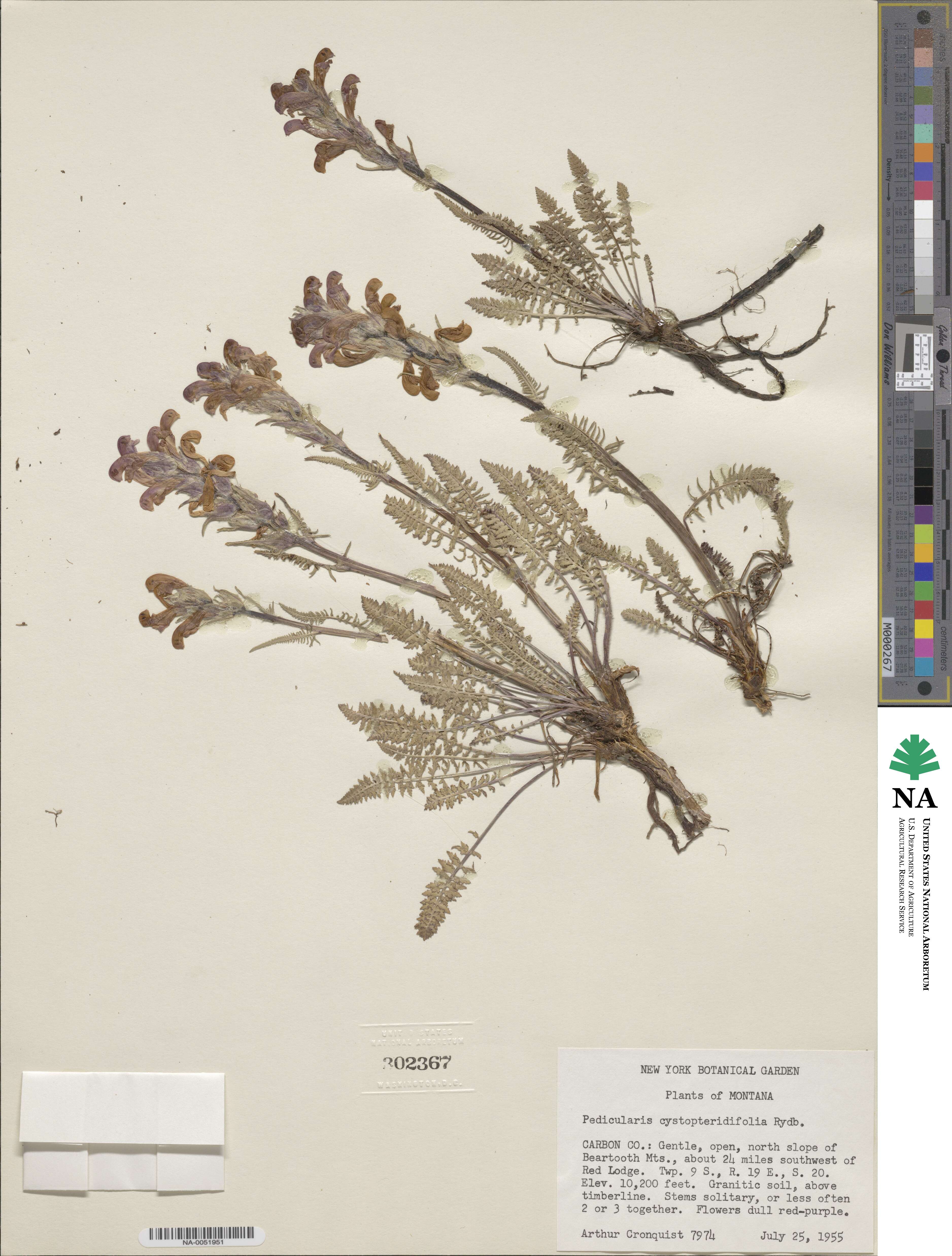 Pedicularis cystopteridifolia image
