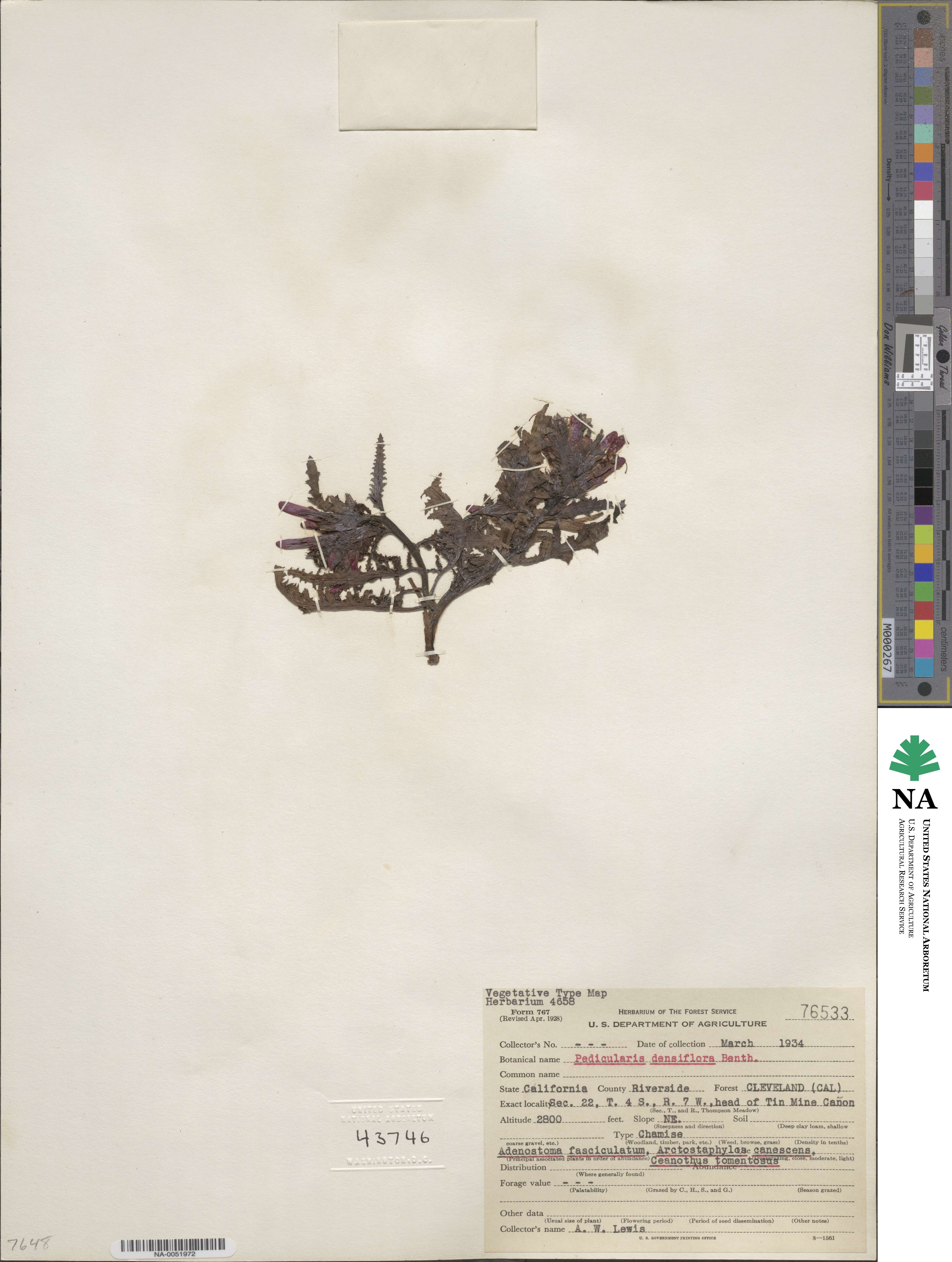 Pedicularis densiflora image