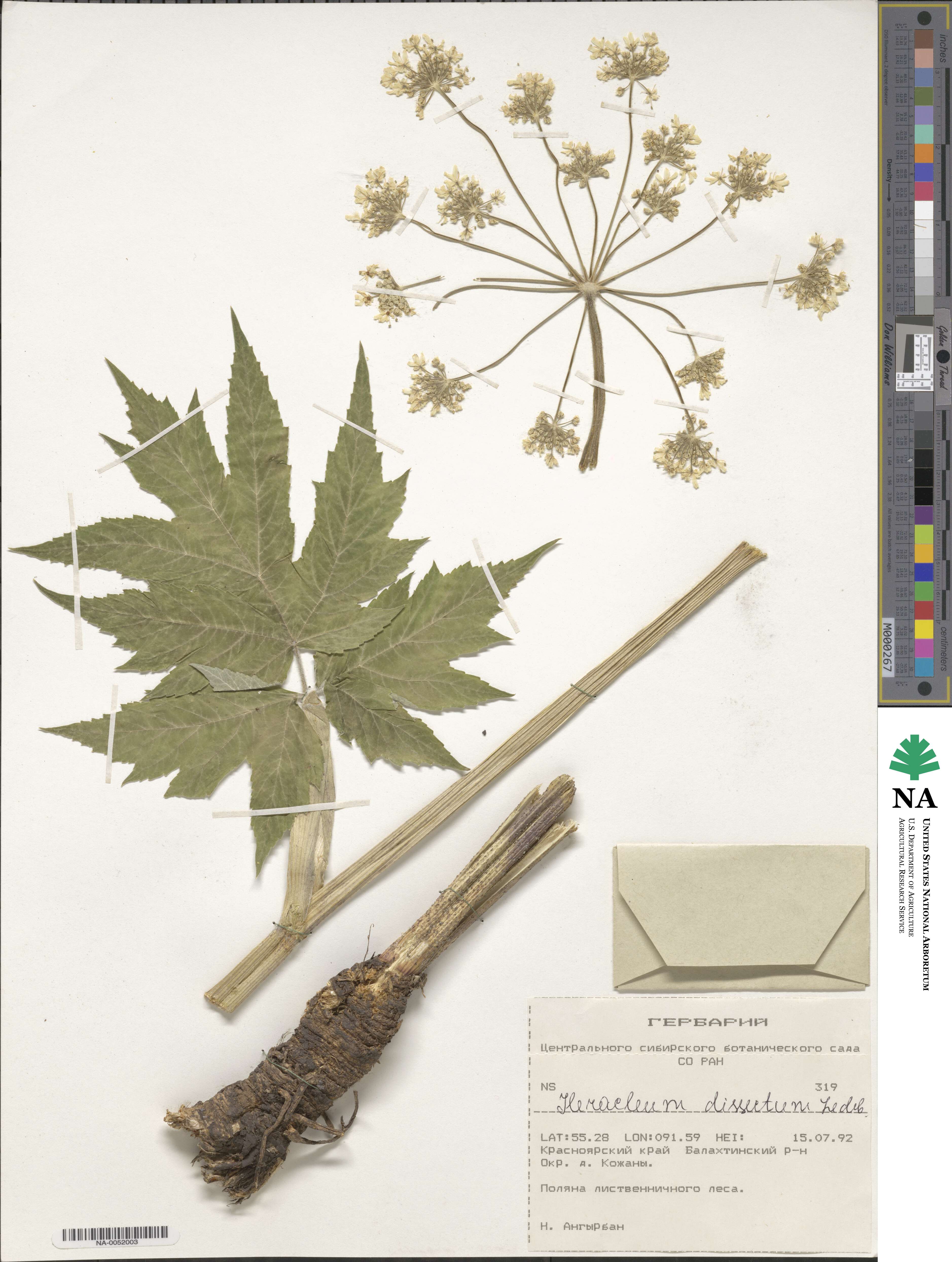 Heracleum dissectum image