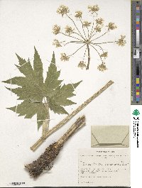 Image of Heracleum dissectum