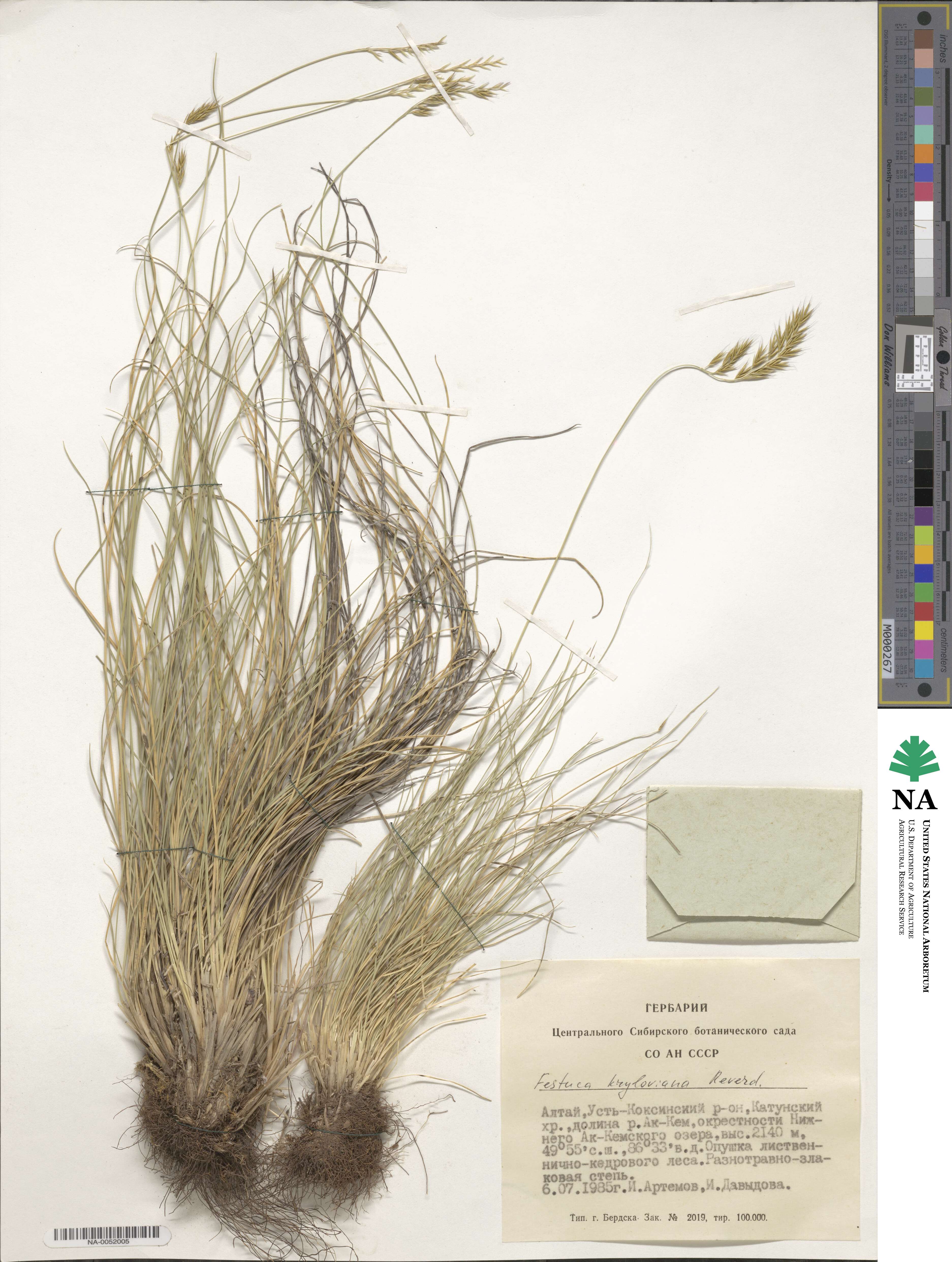 Festuca kryloviana image