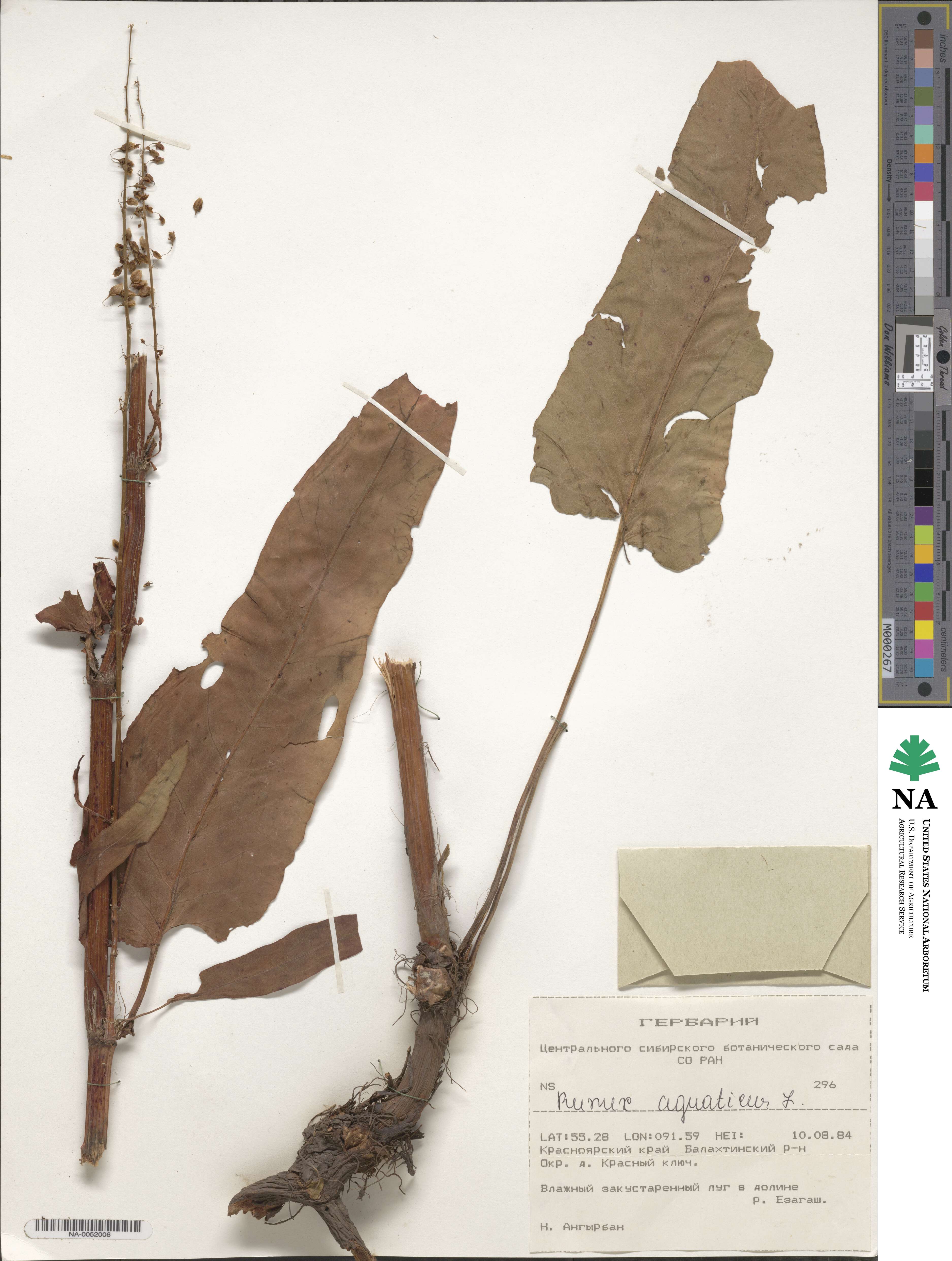Rumex aquaticus image