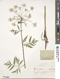 Image of Pleurospermum uralense