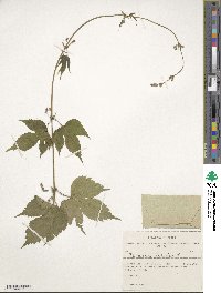 Humulus lupulus image