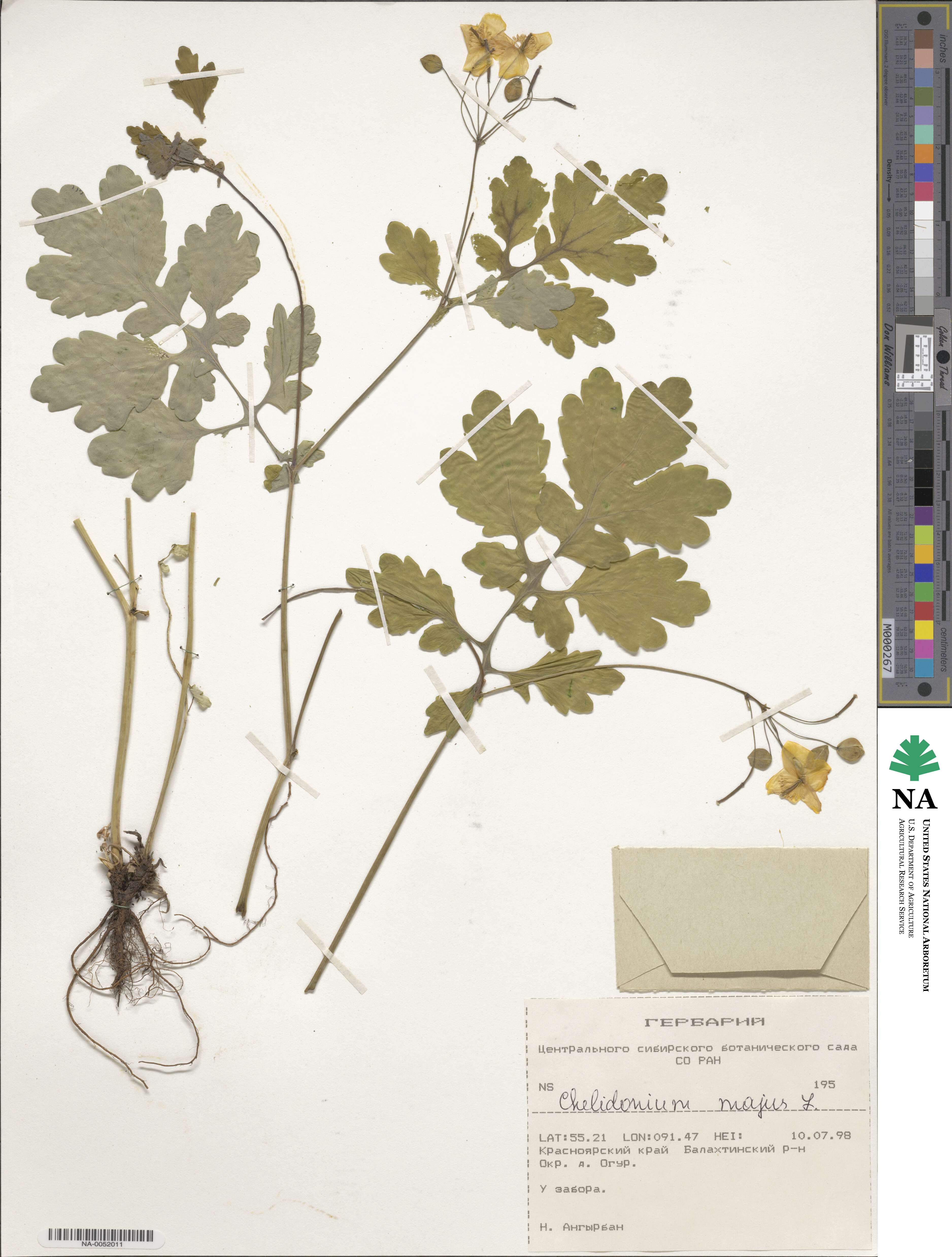Chelidonium image